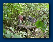 Station B after much of the cover had been destroyed